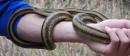 Yellow rat snake at Paynes Prairie